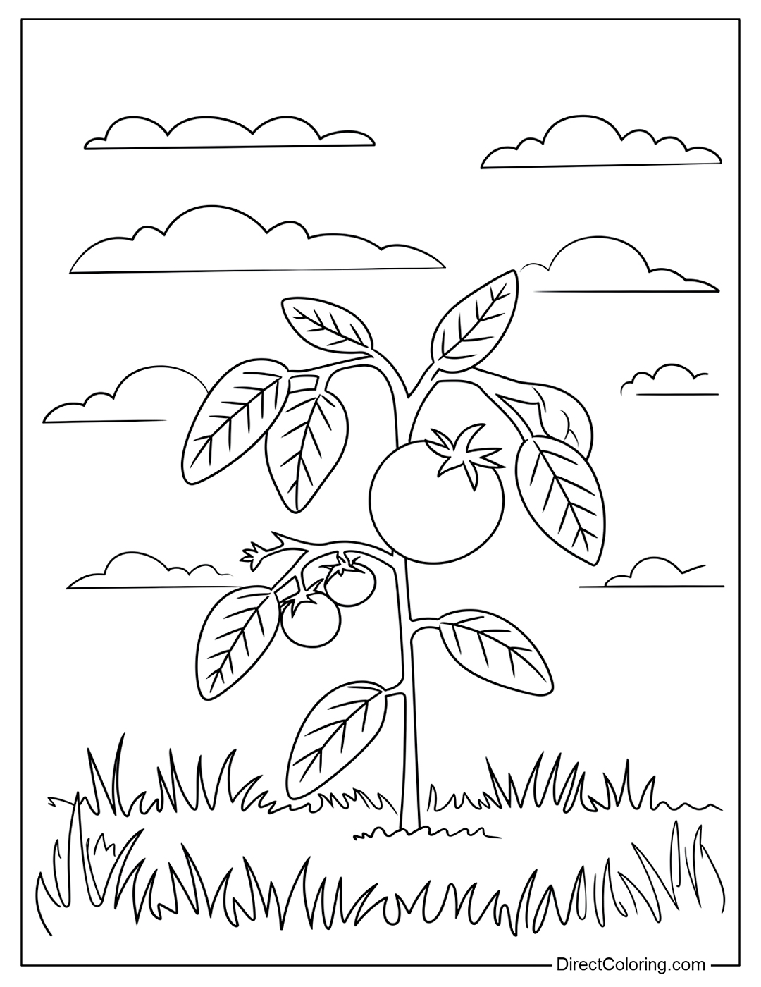 Tomatoes in the Garden Coloring Page